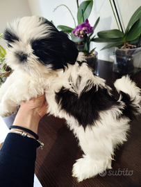 Cuccioli di Shitzu Shih tzu Pedigree Enci
