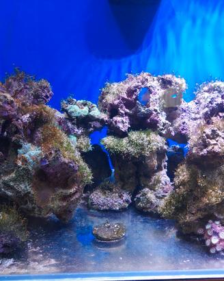 ROCCE MARINE CON CORALLI