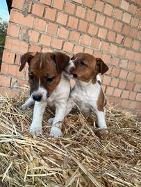 Cuccioli jack russell
