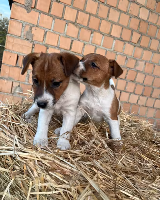 Cuccioli jack russell
