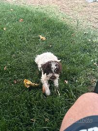 Lagotto romagnolo
