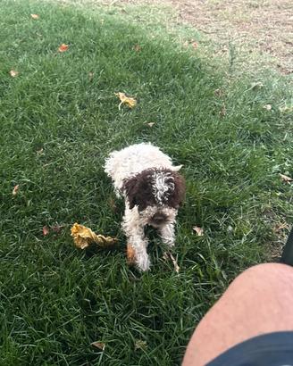 Lagotto romagnolo