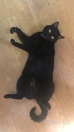 Coppia di gatti buonissimi - Padova