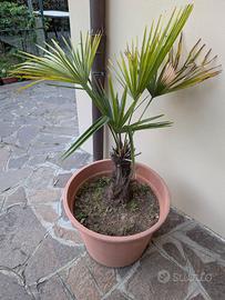 Palma Trachicarpus fortunei