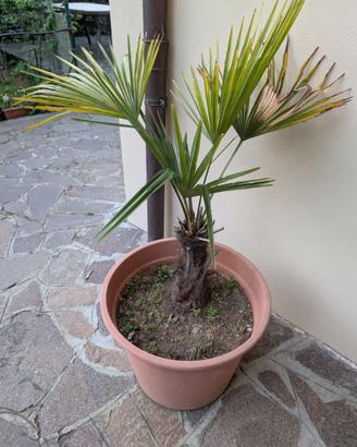 Palma Trachicarpus fortunei