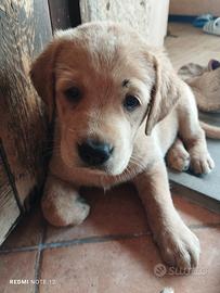 Cuccioli labrador
