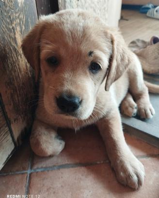 Cuccioli labrador