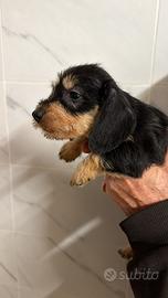 Bassotti a pelo duro