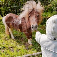 Stalloncino mini pony shetland (solo Monta)