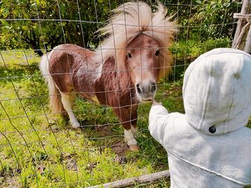 Stalloncino mini pony shetland (solo Monta)