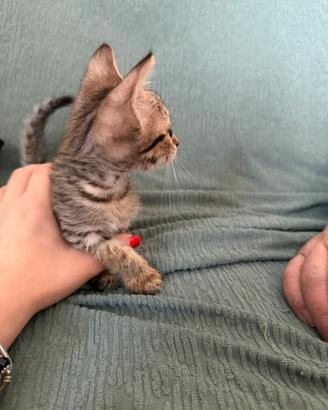 Casa per questa gattina