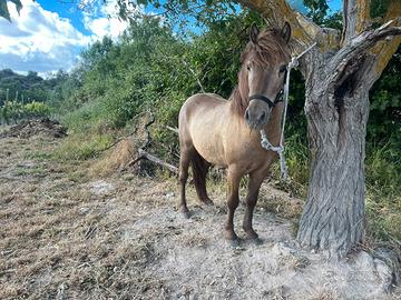 Pony