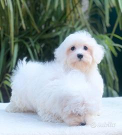 Maltese