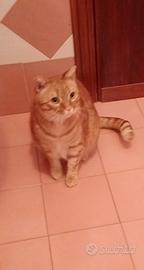 Gatto arancione