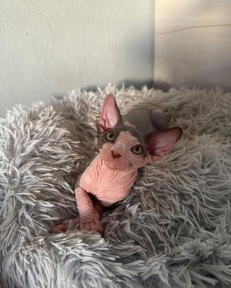 Cucciolo Sphynx