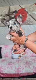 Bulldog francese