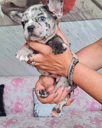 Bulldog francese