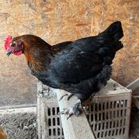 Gallina marans, coppia marans