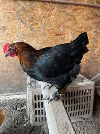 Gallina marans, coppia marans