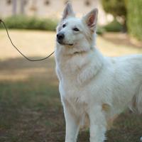 Cuccioli di Pastore Svizzero Bianco