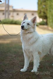 Cuccioli di Pastore Svizzero Bianco