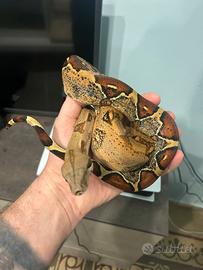 Boa constrictor