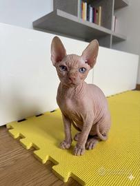 ? Ultimo Cucciolo di Sphynx disponibile