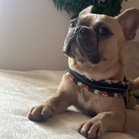 Bulldog francese per monta maschio