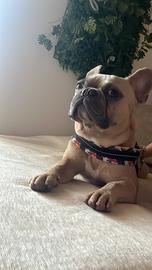 Bulldog francese per monta maschio
