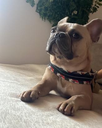 Bulldog francese per monta maschio