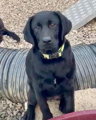 2 Femmine Nere Labrador Retriever