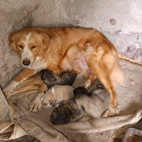 Do cuccioli ,gratis a amanti animali