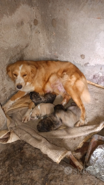 Do cuccioli ,gratis a amanti animali