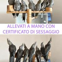 Calopsite allevate a mano