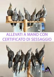 Calopsite allevate a mano