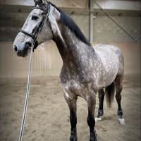 Cavallo tedesco 2017