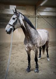 Cavallo tedesco 2017