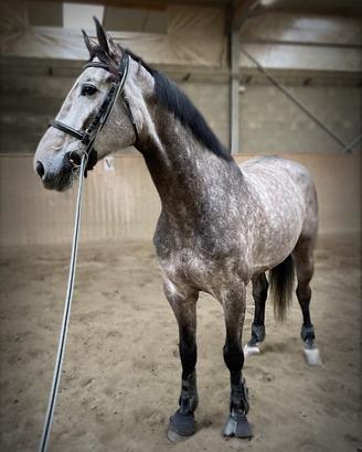 Cavallo tedesco 2017