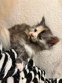 Maine coon con pedigree