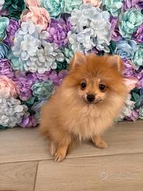 Spitz di pomerania femmina