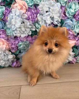Spitz di pomerania femmina