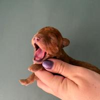 Splendidi cuccioli di barboncino