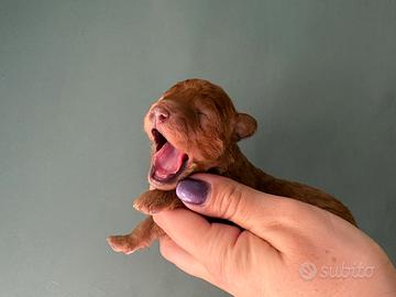 Splendidi cuccioli di barboncino