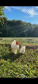 Gallina