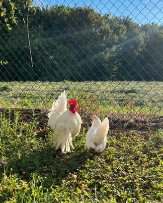 Gallina