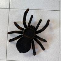 Tarantola telecomandata