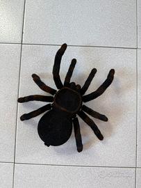 Tarantola telecomandata