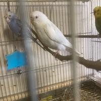 Cocoriti