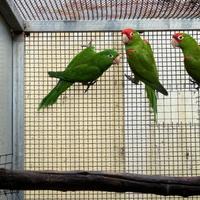 Psittachara erythrogenys