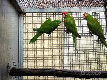 Psittachara erythrogenys